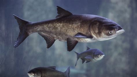 if asian carp reach great lakes what do we do