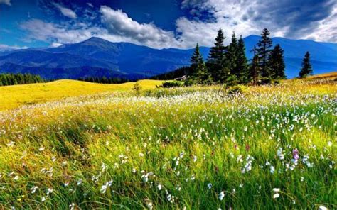 Spring Meadow In Norway 135 Pieces Summer Landscape Landscape