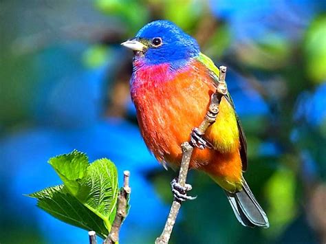 Maravillas De Un Mundo Maravilloso Las Aves Más Bellas Del Mundo