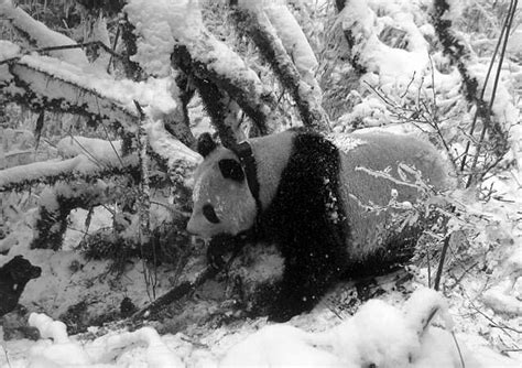 Multimedia Gallery A Panda Wearing A Gps Collar Meanders Through