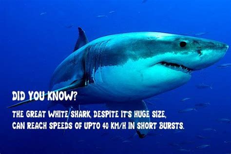 35 Interesting Great White Shark Facts For Kids Shark Facts Shark