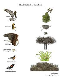 Match The Birds With Their Nests Color Worksheet High Resolution