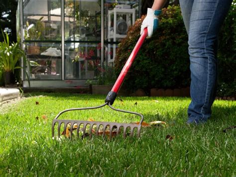 How To Dethatch A Lawn With A Rake