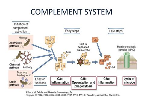 Ppt Complement System Powerpoint Presentation Free Download Id4273454