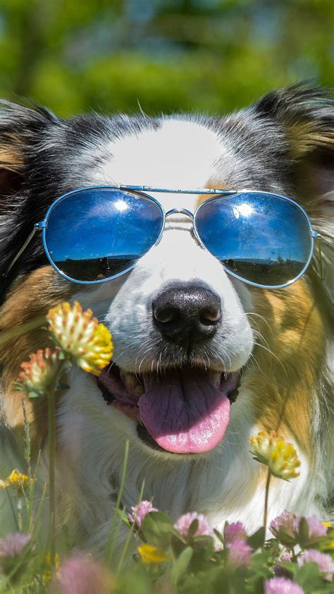 Furry Dog Sunglass Wildflowers Funny Animal 1080x1920 Iphone 876