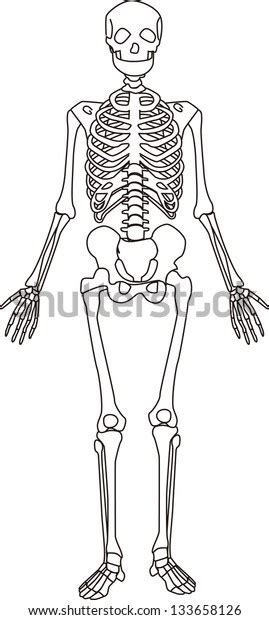 Human Skeletons Stock Vector Royalty Free 133658126 Shutterstock