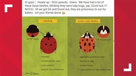 Are Ladybugs Harmful For Dogs Pets Asian Lady Beetle Difference