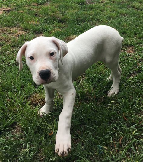 Lancaster puppies has dogo argentio puppies for sale. Argentine Dogo Puppies For Sale | Jacksonville, NC #275936