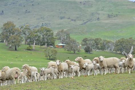 Sheep In Ranch Ranch Sheep Farming In Australia Stock Images Ranch