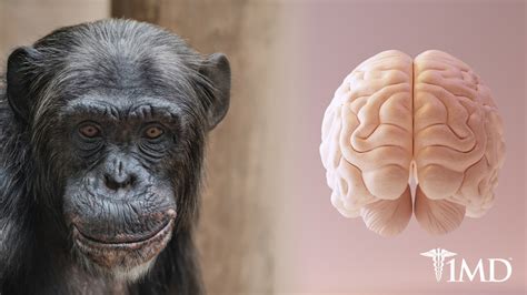 Understanding Your Monkey Mind And 10 Tips For Taming It 1md Nutrition™