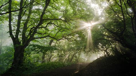 Sunlight Passing Through Green Leaves In Forest During