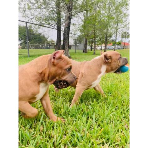 American bully puppies also are called bully pit and or american bully pit. Stunning female bully puppy for sale in Miami, Florida ...