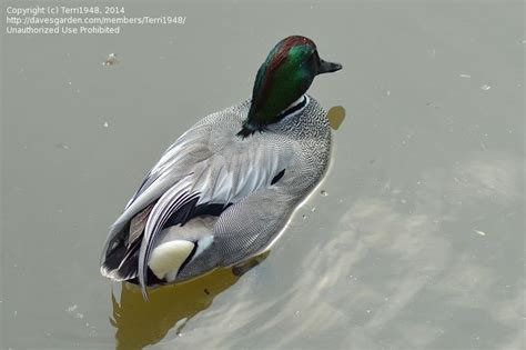 Birdfiles Pictures Falcated Teal Anas Falcata 1 By Terri1948