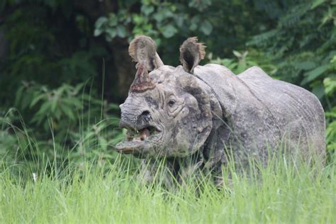 Whats Killing Nepals Rhinos