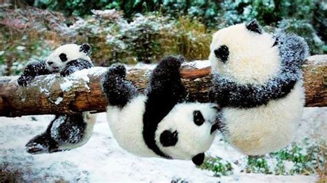 Cute Pandas Playing In Snow Hd Epic Laughs Youtube