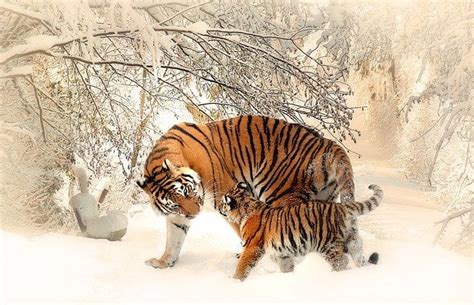 What Is A Group Of Tigers Called Emborawild