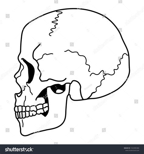 Isolated Vector Illustration Human Skull Profile Stock Vector Royalty
