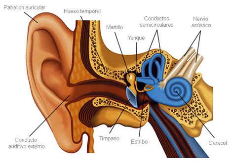Enfermedades Frecuentes Del Oído Cuáles Son Y Qué Debe Saber