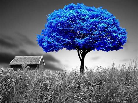 Blue Tree Darkangel Free Download Borrow And Streaming Internet