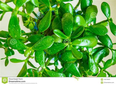 Green Potted Plant Stock Photo Image Of Potted Houseplant 103278020