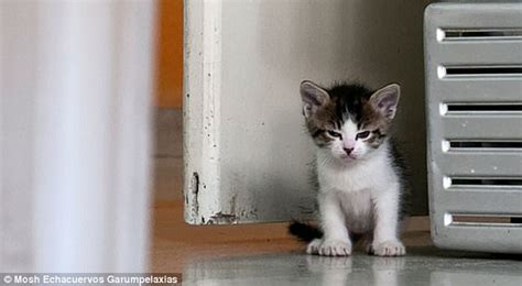 Bored Panda Show Kittens With A Bad Attitude Problem Daily Mail Online