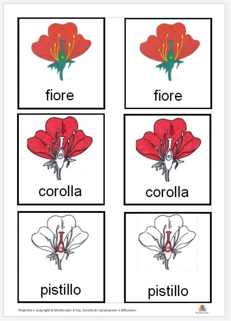 Carte Delle Nomenclature Delle Parti Del Fiore In Italiano Montessori