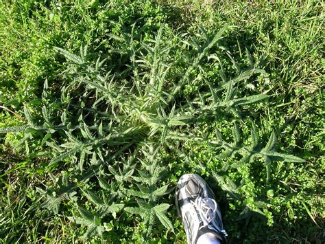 Part of the ridge is covered with very thick grass and the rest is in corn. Bull Thistle (Invasive Exotic Plants of North Carolina ...