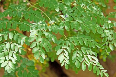 Adding this supplement to your life will drastically up your superfood game. Moringa oleifera o albero miracoloso, una pianta ...
