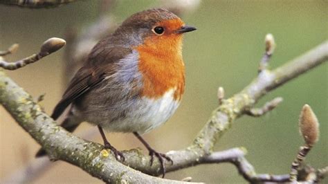 10 Interesting Robin Facts My Interesting Facts