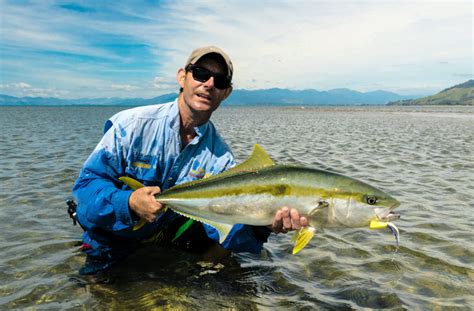 Yellowtail Kingfish The Gold That Keeps Giving Tail Fly Fishing Magazine