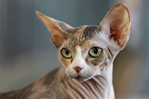 Genetics Sphynx Hypertrophic Cardiomyopathy Hcm Veterinary Hospital