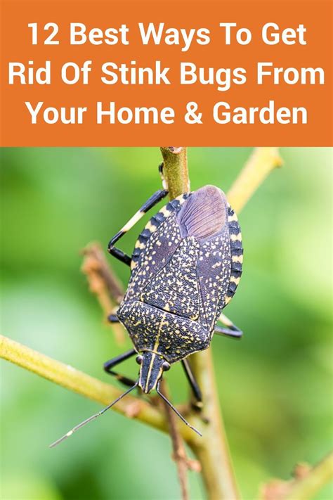 12 Best Ways To Get Rid Of Stink Bugs From Your Home And Garden Stink