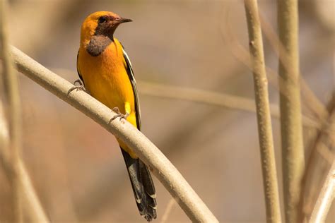 Bird Nerds Mexican Birds