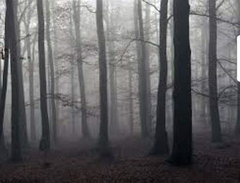 The Haunted Forest Of Massachusetts Paranormal Amino
