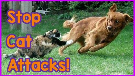 How To Stop Your Cat Attacking Your Dog Tips On How To