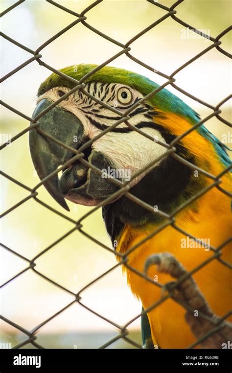 Headshot Portrait Of A Blue Macaw Parrot Known In Brazil As Arara Azul