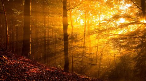 1920x1080 Nature Landscape Trees Forest Branch Sun Rays Road Fall