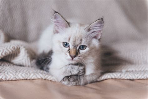 Ragdoll Munchkin Cat Mix Care Guide Pictures Info And More Hepper