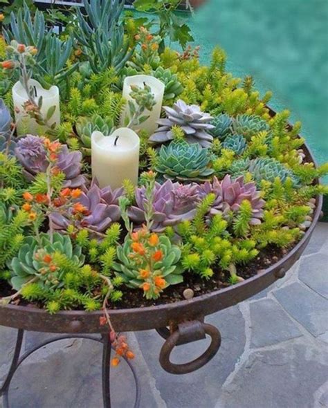 10 Indoor Succulent Garden Ideas