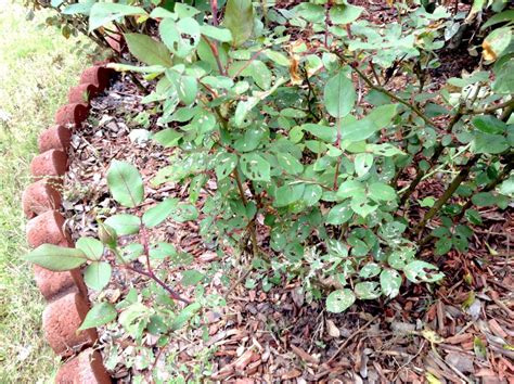 That said, climbing roses will produce literally hundreds and hundreds of flowers on them during the growing season, while an upright rosebush will be lucky to give you only dozens and dozens of. Tiny insect saws holes through rose bush leaves | Growing ...