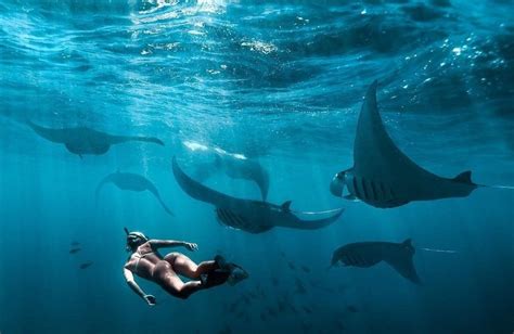 West Nusa Penida Tour And Snorkeling Eco Bali Tours