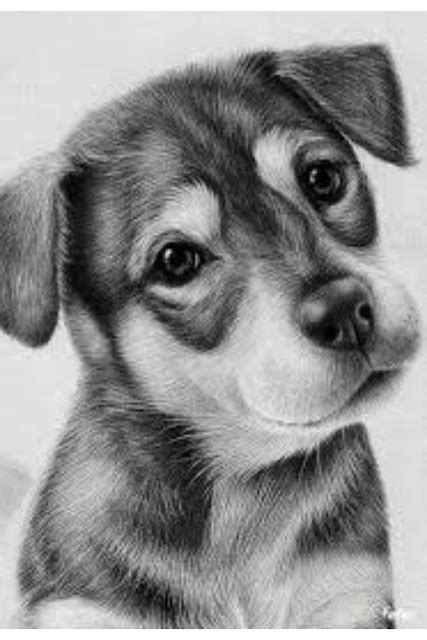 Pencil Drawing How To Tutorials To Advanced For Beginners Dog Pencil