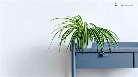 10 Best Office Desk Plants That Bring The Green To Workspace