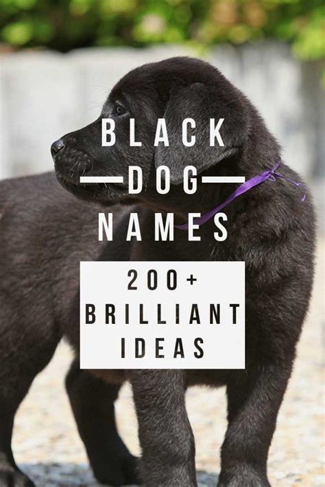 Black Dog Names Over 200 Brilliant Dog Name Ideas Black Dog Names