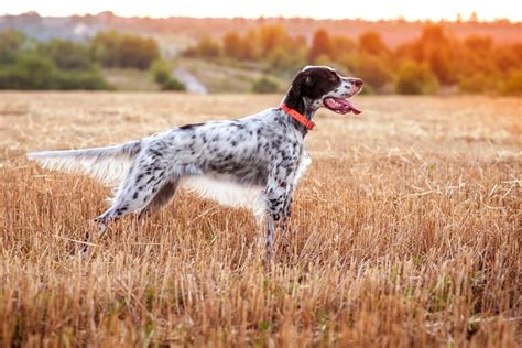 English Setter Facts About Energetic Enchanting And Endangered Dog