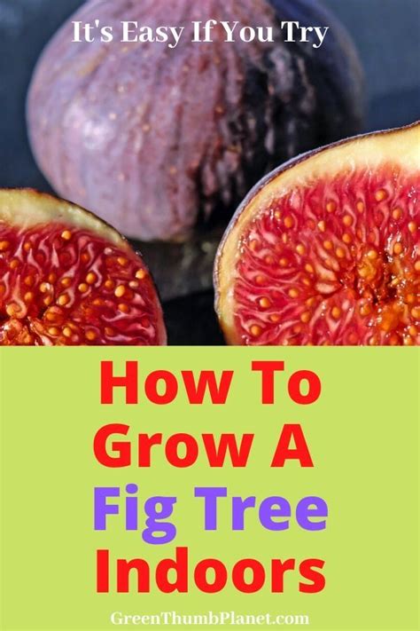 How To Grow A Fig Tree Indoors Growing Fruit Fig Tree Indoor Fig Trees