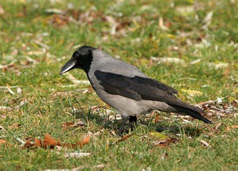 Carrion Crow Corvus Corone Linnaeus 1758