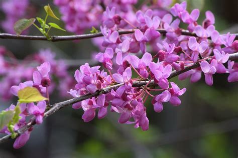 Eastern Redbud Tree Facts And Why To Plant Trees In Fall Arbor Tree
