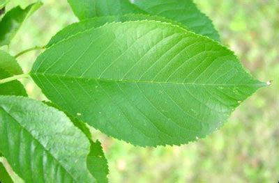 Our printable summer leaf tree id key and tree identification terms will help you identify some of the coniferous and deciduous trees native to wisconsin using search by common or scientific name. Plant ID: Fruits & Nuts: Cherry - Florida Master Gardener ...