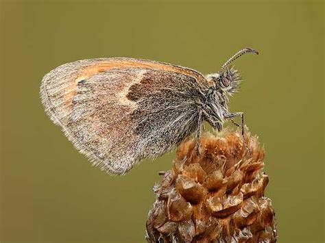 Small Heath Butterfly Wikiwand